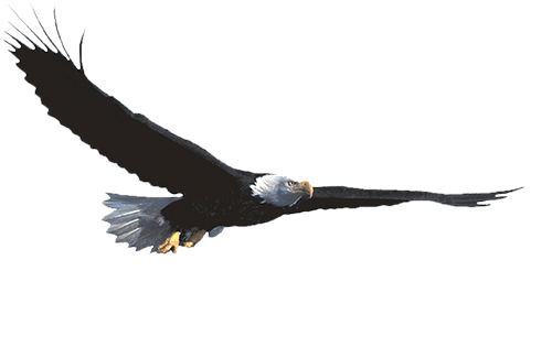 wild-eagle-lodge-logo